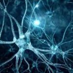 La Teoría Neuronal