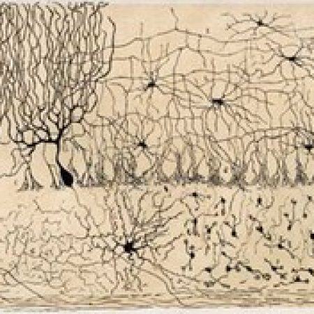 Santiago Ramón y Cajal, descubridor de las neuronas